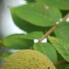 Juglans nigra, fruit