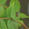 Juglans nigra, fruit