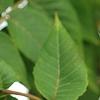 Juglans nigra, fruit