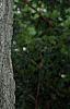 Juglans nigra, bark