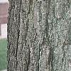 Juglans nigra, bark