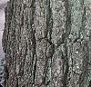 Juglans nigra, bark