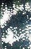 Juglans nigra, bark