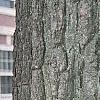 Juglans nigra, bark