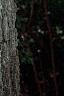 Juglans nigra, bark