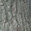 Juglans nigra, bark