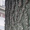 Juglans nigra, bark