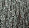 Juglans nigra, bark
