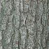 Juglans nigra, bark