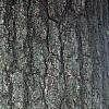 Juglans nigra, bark