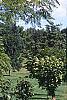 Juglans nigra 'Laciniata', habit