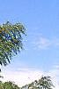 Juglans nigra 'Laciniata', habit