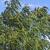 Juglans nigra 'Laciniata', habit