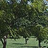 Juglans nigra 'Laciniata', habit