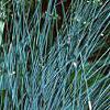Juncus effusus, habit