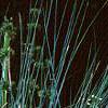 Juncus effusus, habit