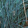 Juncus effusus, habit