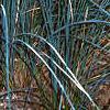 Juncus effusus, habit