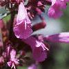 Agastache pallida 'Tutti Frutti', flowers