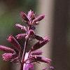 Agastache pallida 'Tutti Frutti', flowers
