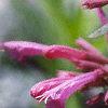 Agastache pallida 'Tutti Frutti', flowers