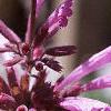 Agastache pallida 'Tutti Frutti', flowers
