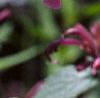 Agastache pallida 'Tutti Frutti', flowers