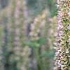 Agastache x 'Blue Fortune', flowers