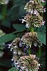 Agastache x 'Blue Fortune', flowers