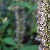 Agastache x 'Blue Fortune', flowers