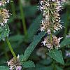 Agastache x 'Blue Fortune', flowers
