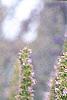 Agastache x 'Blue Fortune', flowers