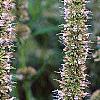 Agastache x 'Blue Fortune', flowers