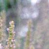Agastache x 'Blue Fortune', flowers