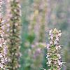 Agastache x 'Blue Fortune', flowers