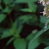 Agastache x 'Blue Fortune', flowers