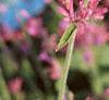 Agastache cana 'Heather Queen', flowers