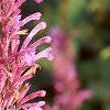 Agastache cana 'Heather Queen', flowers