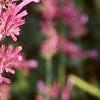 Agastache cana 'Heather Queen', flowers