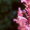 Agastache cana 'Heather Queen', flowers
