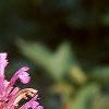 Agastache cana 'Heather Queen', flowers