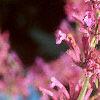 Agastache cana 'Heather Queen', flowers
