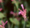 Agastache cana 'Heather Queen', flowers
