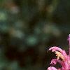 Agastache cana 'Heather Queen', flowers