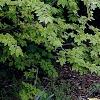 Agastache foeniculum 'Golden Jubilee', habit