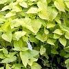Agastache foeniculum 'Golden Jubilee', habit
