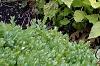 Agastache foeniculum 'Golden Jubilee', habit