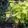 Agastache foeniculum 'Golden Jubilee', habit