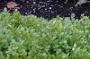 Agastache foeniculum 'Golden Jubilee', habit