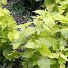 Agastache foeniculum 'Golden Jubilee', habit